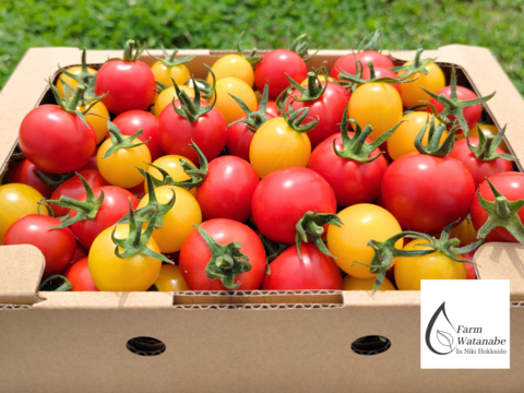 北海道仁木町産//高糖度ミニトマト【新品種//エコスイートレモン&エコスイートのMIX】1.2kg 栽培期間中農薬、化学肥料不使用、除草剤不使用