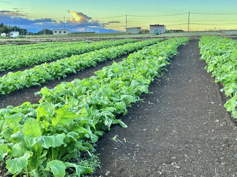 (Sサイズ)信州産 [レシピ付] 漬物以外にも！柔らかい若採り野沢菜