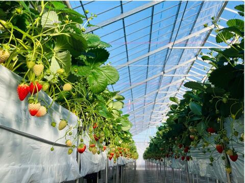 W【ギフト】宮城県産「完熟の大玉スターナイト」24粒～30粒ギフト箱入り