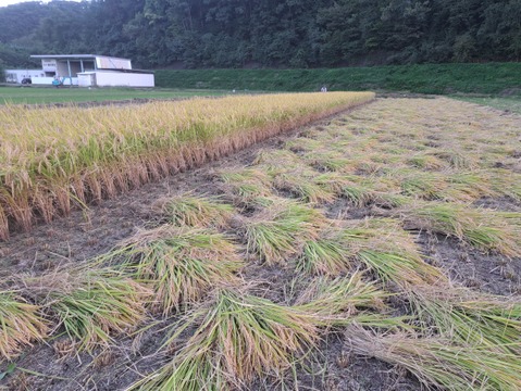 ☆新米☆ 令和7年産 信州千曲産 「里田のはぜかけ米」（化学肥料・農薬不使用）10kg