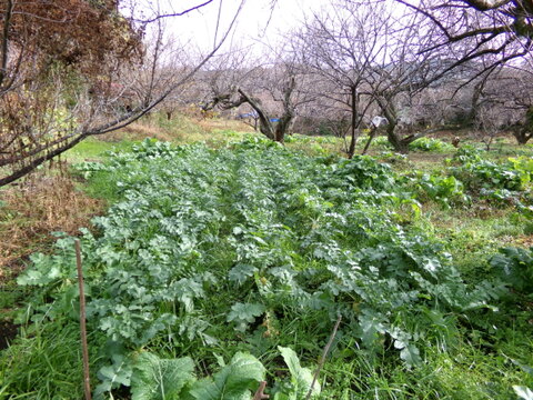 【 三太郎大根 5本 】