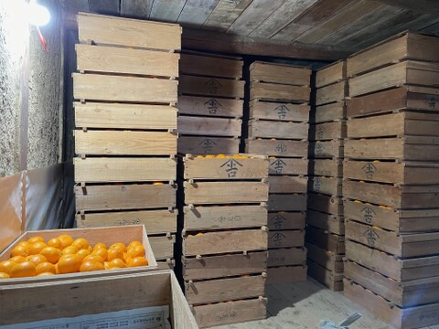 【冬ギフト】『本貯蔵　完熟中生みかん』約2kg SS~Lサイズ