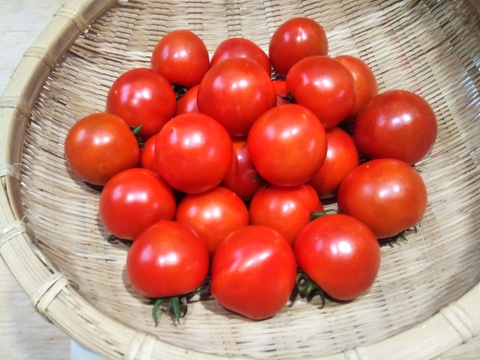 たまきちさん専用

田口農園徳島「イチオシ旬野菜セット」
『カボチャ1個、ふわとろ茄子5本、フルティカ１キロ、玉ねぎ6個（約1.5Kg）、ミニきゅうり5本』