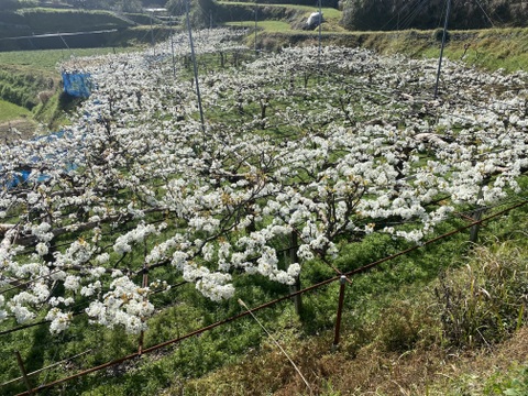 酸味少なくサッパリ　秋麗梨 5k箱 16玉