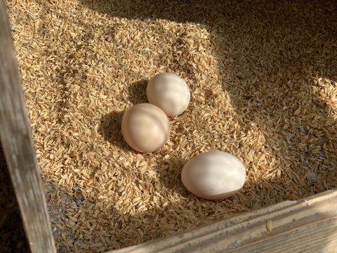 自然卵養鶏　山口県防府市の新鮮で美味しいたまご　20個