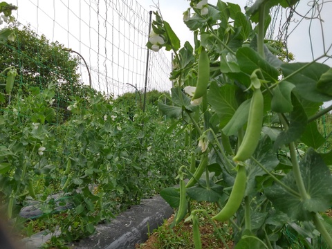 【冷蔵便でお届け】東北ではこれから旬です！スナップエンドウ【露地モノ１kg入】