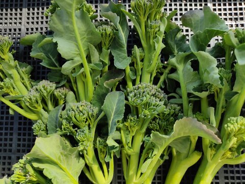 ✨朝採れ直送「スティックセニョール約300g」+「ずっしり肉厚ほうれん草たっぷり約500g（250g×2袋）」農薬・化成肥料不使用✨