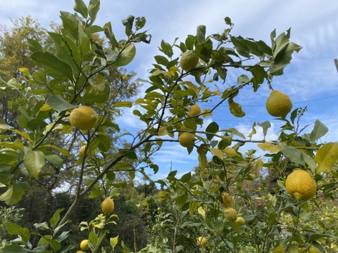 檸檬　レモン　農薬・化学肥料不使用