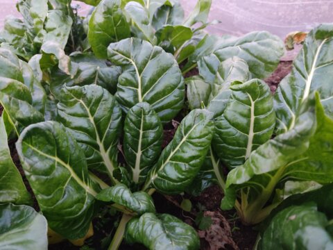 ✨【万能野菜】フダンソウ（うまい菜）〜煮てとろり、炒めてシャキり！栄養満点の緑黄色野菜〜 約700g✨