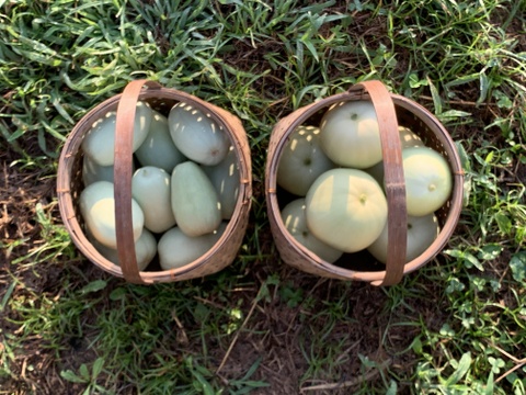 【自然栽培】固定種 みずほニューメロン＋網干メロン 4kg以上★農薬・肥料不使用