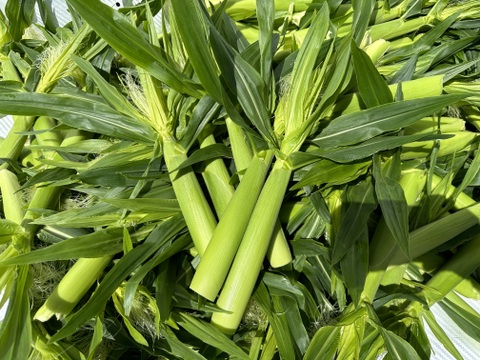 【40本以上入り】バーベキューにピッタリ！今が旬！ドルチェドリームのヤングコーン！