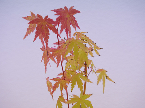 ミニ盆栽【紅葉🍁ヤマモミジ×黒陶器】高さ37cm×横x10cm【朝市限定】