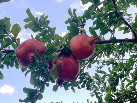 【自然栽培】稀少な国産生ざくろ 3kg以上★農薬・肥料不使用｜ザクロ｜柘榴