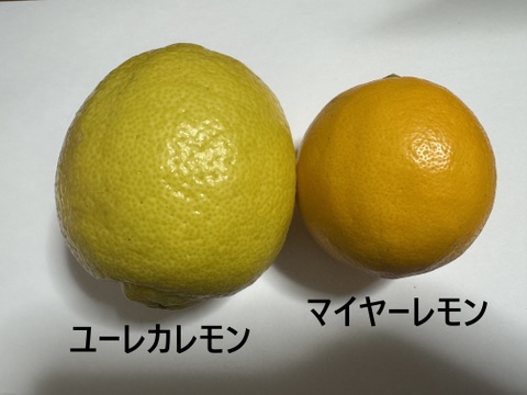 【防腐剤・ワックス不使用】皮までおいしいマイヤーレモン　和歌山県産　1キロ 秀品から傷アリまで混合です。