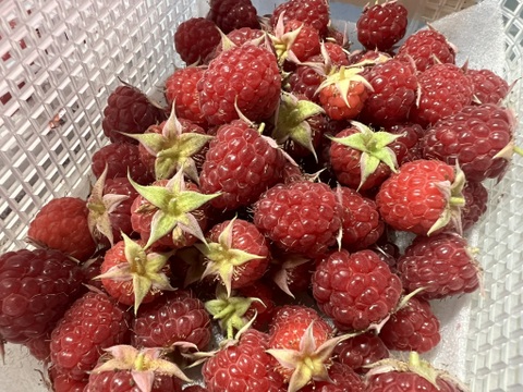 【食べ比べセット】冷凍ブルーベリー＆ラズベリー　900g