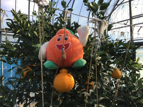 不知火デコ2、5キロ✖︎２箱