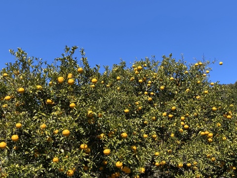 【有機JAS認証】尾鷲甘夏5kg　むいた瞬間、春が来る。