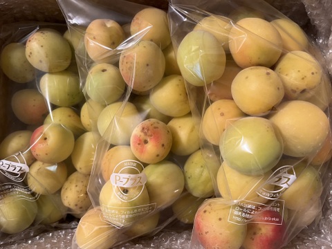 まじりっけなし！梅干に最適！『十郎』お徳用10kg 自然栽培の梅。梅シロップ、梅酒、ジャム、コンポートなど様々なレシピに。農薬不使用。
