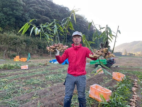 【黄色生姜】四万十町産R4.11月収穫4㎏（洗い生姜、土佐一黄色生姜）