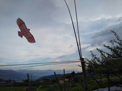 数量限定★9月発送予定（山梨県産 クイーン二－ナ 約1.6～1.8kg）