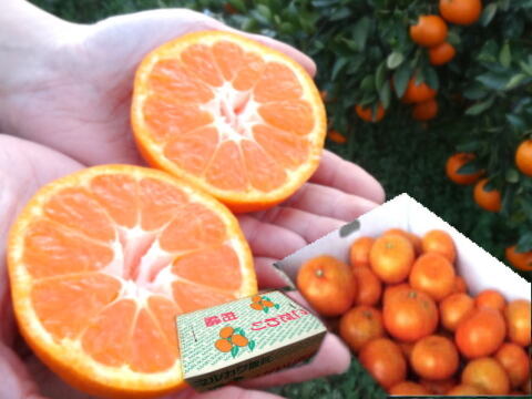 濃甘っ！黄金熟成で晩生温州品種のみかん本来の甘さや旨さを最大限に！食べるみかんジュース！これぞ！まさにトップ・オブ・ザ・みかん！超熟みかん「熟太郎（じゅくたろう）」サイズ混合　たっぷり５kg【627】