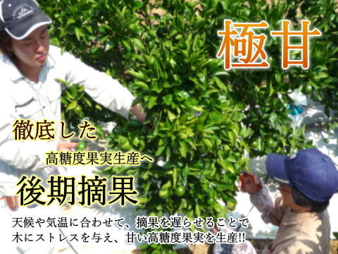 【福袋】甘くて濃厚な完熟みかんや希少柑橘の食べ比べ！12月下旬の年内発送！年末年始に家族でワイワイ♪♪人気４品種が楽しめる！「旬のこだわり柑橘食べ比べ福袋」家庭用　約3kg入【商品番号1102-3k】