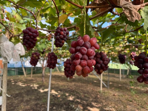 【残りあと僅か！】高糖度 希少品種 富士の輝2房(合計約1.0kg) 秀品ランク(熨斗対応可)