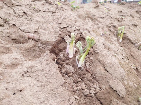 群馬県産　採れたてウド　４本　500〜550g