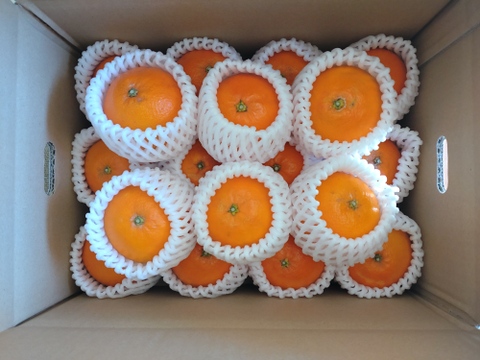 【希少な柑橘】爽やかなオレンジ香、プリンス清見🍊３kg(箱込み)