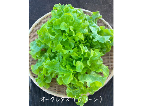 【オーガニック】毎日食べたい ☆ リーフレタス 6袋（オークレタス、バターレタス、ロメインレタス、フリルレタス）