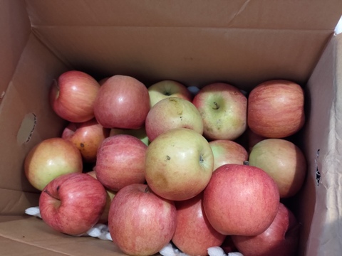 超遅もぎ丸かじりサイズ葉取らずサンふじ箱込み6キロ以上
家庭用訳あり　農薬半減栽培で安心安全！　すぐ発送！