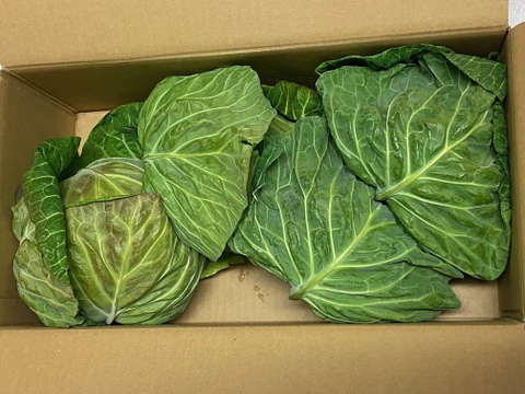 やわらかい食感が最高！朝採れ春キャベツ【４玉もしくは５玉】