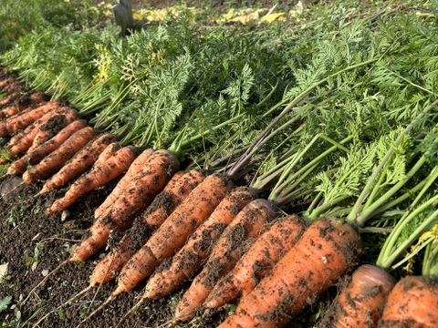 香りも味も濃い！黒田五寸人参3kg