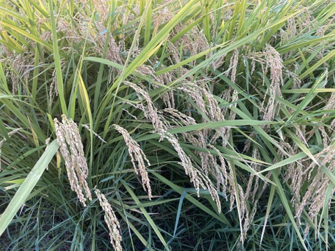 【令和7年新米】天日干し　コシヒカリ2kg