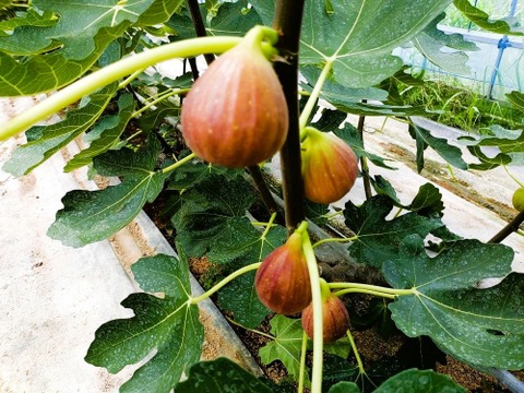【樹上完熟いちじく！食べ比べ】 バナーネ・桝井ドーフィン１２個（農薬不使用）