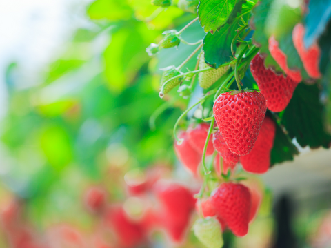 【ギフト】宮城県産「完熟の大玉スターナイト」12粒～15粒ギフト箱入り