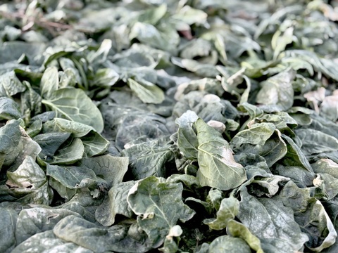 1kg｜信州産｜氷点下で育つ濃厚甘い露地ほうれん草