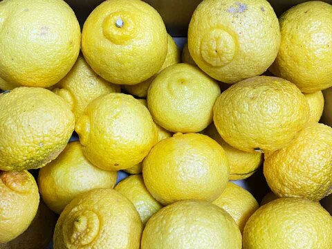 【愛媛県中島産】爽やかな甘さ！『はるか』サイズ混合5kg