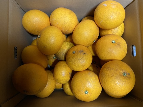 さわやかな甘酸っぱさとほろ苦さ。【選果落】サンフルーツ（１０ｋｇ）サンプル糖度１２度