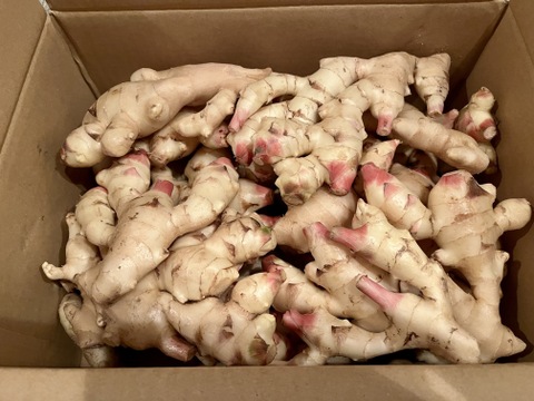 農家直送　高知県産新生姜　5kg