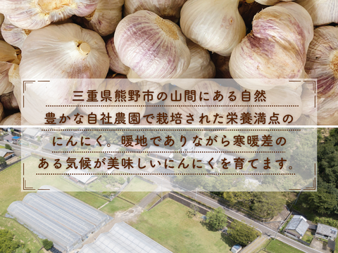 マイルドな香りと味わい♪三重県産にんにく『上海早生(しゃんはいわせ)』(S～Mサイズ・約１.8㎏)