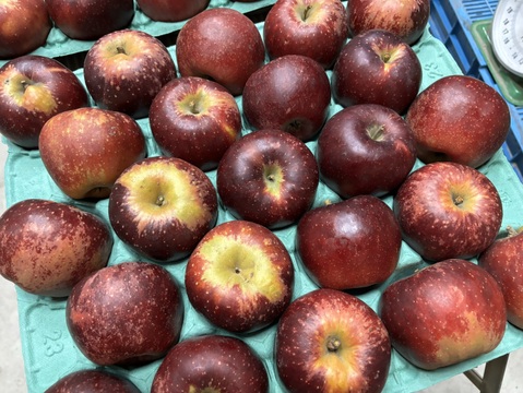 【秋映】5kg(14〜20玉)入り🍎完熟りんご