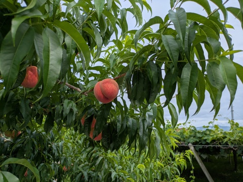 🌟【山梨県笛吹市産】桃プレミアム日川白鳳 3.0kgセット🌟