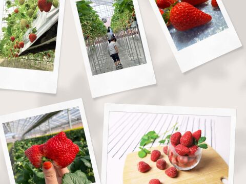 【ギフト】宮城県産よつぼし！ベリーホップすず！ピカピカ輝く甘酸っぱい完熟いちご！(250ｇ2パック入り)