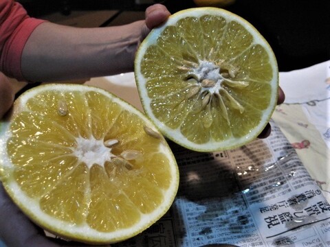 伊豆の朝採りグレープフルーツホワイト 農薬 肥料 除草剤 全て不使用