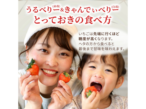【予約販売 2026年11月下旬～順次発送】うるう農園オリジナル品種 真っ赤な【うるべりー】× 希少な白いちご【きゃんでぃべりー】220g×8パック