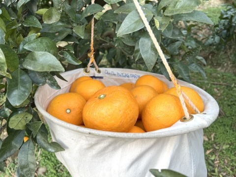 柑橘詰め合わせ！　訳あり10kg（箱込）