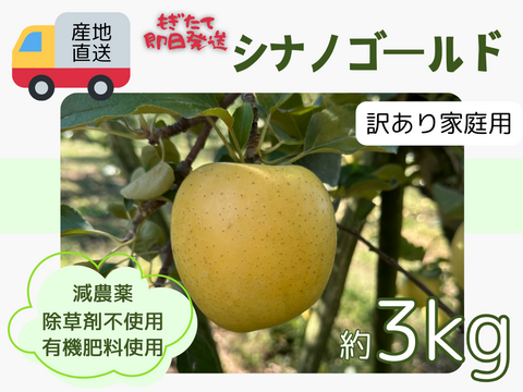 もぎたて 即日発送 りんご シナノゴールド 訳あり 家庭用 3kg 長野県産 信州りんご発祥の地 産地直送 除草剤不使用 人にやさしく環境にもやさしい