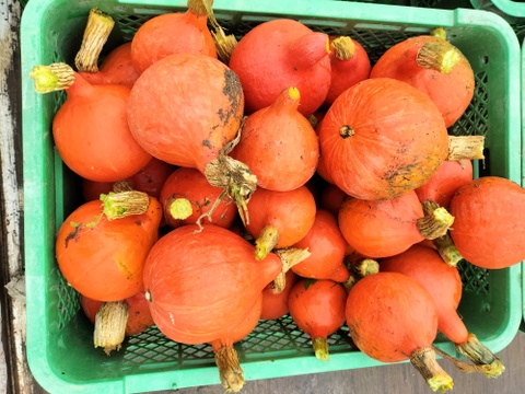 打木赤皮甘栗（約1.5kg 2-3玉）★朱色鮮やか！伝統野菜かぼちゃ【冬ギフト】