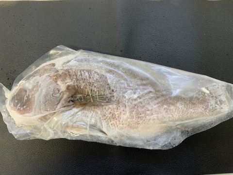 【冷凍】沼津産マダイ1尾 約600g（処理済み）お食い初め・鯛姿焼き・煮付けに！